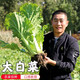 密水農家新鮮冬儲大白菜 本地自種 老北京白菜 口感脆甜 適合炒吃 大白菜約 9斤