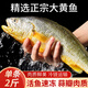 鮮拔頭籌超大黃花魚(yú) 大黃魚(yú) 深海速凍國(guó)產(chǎn)東海大黃花魚(yú) 生鮮 魚(yú)類(lèi) 海鮮水 1kg -900g/條 2條裝