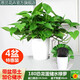 思蘭綠蘿盆栽大盆景室內(nèi)新房吸除甲醛鮮活綠植物花卉長藤大葉綠籮批發(fā) 180大恐龍蛋儲(chǔ)水綠蘿【4盆】10肥
