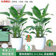 綠韻花田【兩小時達】步步高發(fā)財樹盆栽植物室內大型植物客廳開業(yè)公司門口 天堂鳥一對