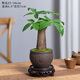 開時果 發(fā)財樹盆栽擺件 中式禪意桌面盆景招財樹大型綠植物源頭直發(fā)包郵 發(fā)財樹（福字陶瓷盆+苔蘚+底托）
