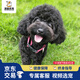 福貝純享純種泰迪幼犬貴賓犬幼崽寵物狗狗活體小狗【咨詢(xún)客服1V1視頻選寵 寵物級 黑色 公