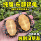 萌龜飼家東錦東部錦龜苗深水龜小烏龜西錦南錦龜活玩具體寵物外塘觀(guān)賞龜 純底5-6厘米 1只單身東錦