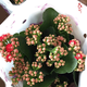 春花妙意室內(nèi)綠植盆栽花卉長壽花重瓣帶花苞花盆栽花帶原土帶花苞發(fā)貨 紅星長壽花 帶盆栽好