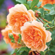 清韻伊人 月季花苗爬藤薔薇月季花樹(shù)陽(yáng)臺盆栽花卉庭院爬墻植物四季開(kāi)花 王妃 中苗90-100厘米高