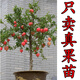 石榴樹(shù)苗果樹(shù)苗突尼斯軟籽庭院果樹(shù)當年結果南方北方種植盆栽地栽 8年苗結果一家吃不完 111cm(含)-140cm(含)