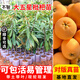 芥圃枇杷樹(shù)苗 官方旗艦  嫁接無(wú)核大果樹(shù)苗帶土樹(shù)苗南北方種植果樹(shù)苗 大五星枇杷苗【帶土帶葉】 2年苗 高度：60-80公分