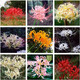 波思菊彼岸花種球 曼珠沙華花庭院盆栽石蒜花種球 9顆混色