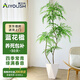 愛(ài)優(yōu)尚藍花楹盆栽大型綠植辦公室內客廳網(wǎng)紅好養活植物落地盆景源頭直發(fā)