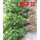 送開(kāi)心梔子花 樹(shù)苗小苗大葉濃香型室外室內庭院陽(yáng)臺盆栽花卉植物綠化苗 20顆20-30CM 不含盆