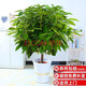 胡麗綠植盆栽金錢(qián)樹(shù)綠蘿發(fā)財樹(shù)綠植客廳大盆栽大型綠植辦公室室內植物 平安樹(shù)1-1.2米含陶瓷盆