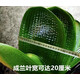 長(zhǎng)春精品君子蘭圓頭短葉巨無(wú)霸粗筋麻臉油匠和尚盆栽小苗原盆原土 精品巨無(wú)霸4葉苗 含盆