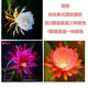 曇花盆栽曇花大苗帶花苞盆栽室內室外花卉陽(yáng)臺庭院植物易養好活夏 混色 三顆裝+整體高度10-15厘米