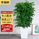 芙洛拉花園【兩小時(shí)達】發(fā)財樹(shù)綠蘿金錢(qián)樹(shù)散尾葵天堂鳥(niǎo)大型綠植室內開(kāi)業(yè)喬遷 幸福樹(shù)