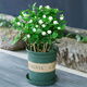 【雅之典】重瓣茉莉花盆栽室內(nèi)觀花植物四季好養(yǎng)帶花苞開花不斷綠植 主圖款造型10-12顆【綠色加侖盆】 好養(yǎng)活