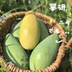 青惠悠攀枝花攀研二號(hào)芒果四川農(nóng)科院新品種布丁大椰香芒果時(shí)令水果禮盒 普箱裝【凈重8.5斤】 【精選攀研二號(hào)椰香芒】