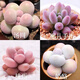 多肉組合盆栽陽(yáng)臺盆栽喜陽(yáng)植物新手福利按圖發(fā)貨品種花卉好養 可愛(ài)嘟嘟四種【加盆土】