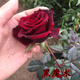 沫澄月季花苗月季花苗濃香型陽(yáng)臺室內庭院四季花卉綠植盆栽 黑魔術(shù) 不含盆
