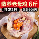果鮮島農家散養老母雞笨雞走地雞整只新鮮現殺煲湯老母雞2只凈重共6斤