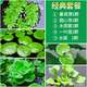 瘋狂水草（FKSC）浮萍活體水草一葉蓮水芙蓉植物養龜魚(yú)池造景直接入缸水上煙花 浮萍造景套餐A