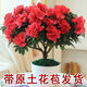 四季開花 西洋杜鵑花苗盆栽室內(nèi)庭院植物紫杜娟花樹映山紅帶花苞 紅杜鵑6年苗（帶花苞） 不帶盆