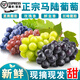 裕瓊馬陸葡萄上海特產(chǎn)醉金香奶油巨峰玫瑰夏黑黃蜜新鮮拼箱水果禮盒裝 10斤【巨峰+夏黑+玫瑰+醉金香】 馬陸葡萄果園直發(fā)