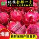 紅心火龍果廣東茂名金都一號水果新鮮現(xiàn)摘果肉鮮甜多汁精選大果 【大果】單果約8兩以上 5斤