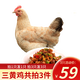 芮瑞 新鮮三黃雞土雞嫩雞肉走地雞柴雞笨雞 殺后凈重700g 整只裝 1只裝