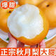 柏饞山東秋月梨新鮮梨子當(dāng)季水果脆甜山東特產(chǎn)生鮮冰糖梨應(yīng)季整箱 9斤裝 凈重8.5斤