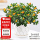 花翁 金魚花吊蘭盆栽花卉植物室內(nèi)垂吊綠植 含水紋陶瓷盆源頭直發(fā)
