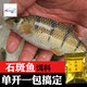 品田漁具 釣小溪魚(yú)石斑魚(yú)餌料單開(kāi)拉餌自配釣餌光唇魚(yú)花魚(yú)通殺鯪魚(yú)窩料野釣魚(yú)餌魚(yú)料 【石斑魚(yú)餌料】粉末120g