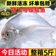鼠大鮮  海鮮水產(chǎn)鮮活深海大金鯧魚(yú)5斤新鮮冷凍海捕銀昌魚(yú)平魚(yú)速凍  銀鯧魚(yú)整箱5斤（每斤2-3條）