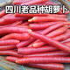 顏曼箐四川老品種胡蘿卜新鮮紅皮心小胡蘿卜沙地水果胡蘿卜蔬菜 2500g