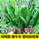菊苣種籽大葉多年生兔子草種豬牛魚雞鴨鵝愛吃的養(yǎng)殖四季牧草種子 大葉菊苣凈子250克