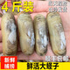 蟶子鮮活10斤捕撈大竹節海蟶子肉肥海鮮水產(chǎn)雙頭蟶子貝殼類(lèi)海蟶子 1斤試吃裝