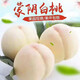 采緹（CAITI）山東蒙陰白桃新鮮水果白玉奶油白桃大桃子脆甜五斤整箱