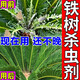 鐵樹殺蟲劑蟲卵雙噴蘇鐵小灰蝶蚧殼蟲蚜蟲膩蟲吃葉子的蟲打蟲劑 一瓶裝