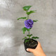 曼杉園（manshanyuan）小木槿盆栽薄荷冰當年開(kāi)花紫玉藍莓冰沙木槿花樹(shù)苗耐寒熱植物大花 藍莓冰沙大花木槿 小苗20-40cm原盆發(fā)貨