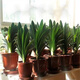 中夢(mèng)四季君子蘭盆栽小苗花卉植物室內(nèi)綠植水培多肉 10-12片葉 不含盆