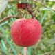 新品種魯麗蘋(píng)果樹(shù)苗嫁接早熟脆甜蘋(píng)果苗全紅果南方北方種植地栽苗 魯麗蘋(píng)果樹(shù)苗 4年優(yōu)質(zhì)苗【適合大面積】1顆