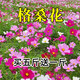 簡(jiǎn)雪花卉種子花籽四季種易活四季開(kāi)花室外鮮花盆栽種植庭院室內多年生 中桿混色格?；?斤
