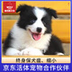 京狼圖騰終身保犬瘟細小雙血統邊牧幼犬狗狗活體邊境牧羊犬寵物狗中型犬 血統級 1 黑白