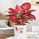 富貴紅如意皇后室內盆栽植物凈化空氣開(kāi)業(yè)喬遷吉利綠植好養盆景 富貴紅+招財盆 帶盆栽好