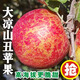北森南嶼大涼山鹽源丑蘋(píng)果 脆甜可口當季新鮮水果頭茬時(shí)令水果現摘現發(fā) 5斤中果(單果約70-75mm)凈重