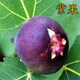 HUAHUIYOU無(wú)花果樹苗果樹苗波姬紅盆栽地栽南北方四季種植當(dāng)年結(jié)果發(fā)貨 紫果 五年苗【當(dāng)年結(jié)果】 81cm(含)-110cm(含)
