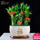 幼薇節(jié)節(jié)高富貴竹植物客廳轉(zhuǎn)運綠植盆栽辦公室內(nèi)桌面好養(yǎng)盆景四季常青 九棵富貴竹+金福陶瓷盆 帶盆栽好