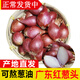 廣東新鮮紅蔥頭 特香單粒小香蔥頭 干蔥頭 可做蔥油酥鹵肉飯腸粉 1斤