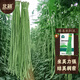 北蔬 豆角種子種苗特長(cháng)豇豆長(cháng)豆角蔬菜種籽 綠豐長(cháng)豇豆種子50g約350粒