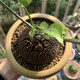 綠之妙多肉擺件南非龜甲龍實生塊根綠植植物爬藤綠植盆栽組合修葉發(fā)貨 3-3.5cm左右裂紋淺 含盆發(fā)貨