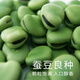 大粒蠶豆種子北斗七星羅漢豆種籽春秋冬季播種早熟耐寒胡豆籽 綠寶蠶豆種子 1000克【兩斤裝】
